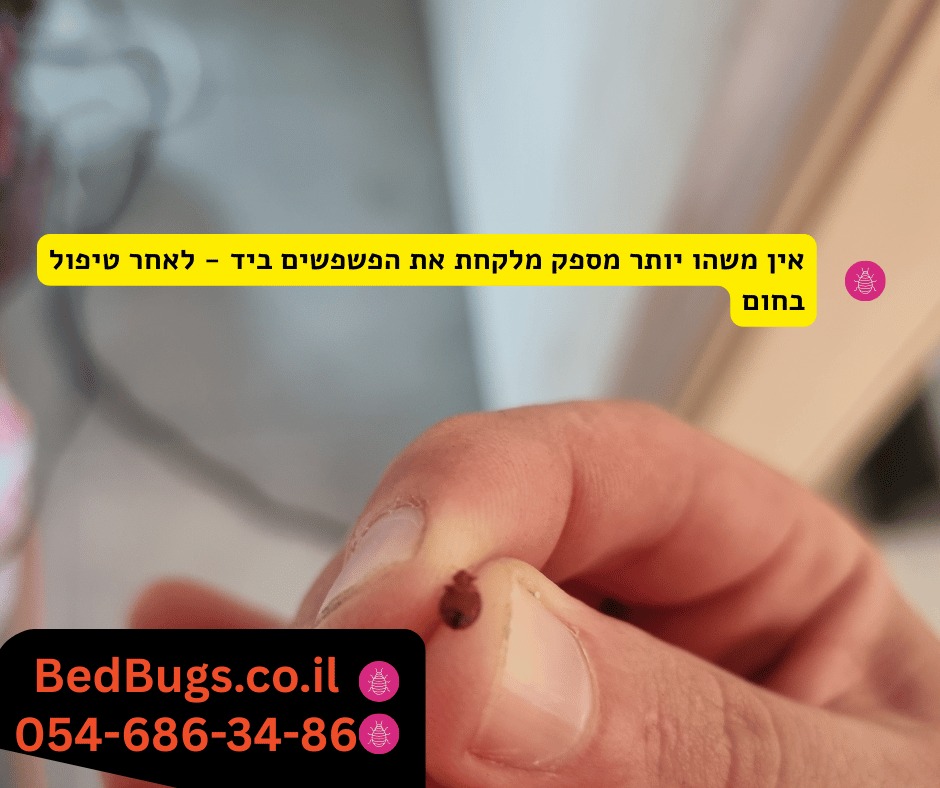 איך פשפשים נכנסים הביתה? העיקר שמתים אחרי טיפול בחום - 52 מעלות
