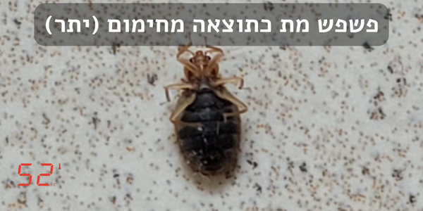 האם פשפש מת לבד - לא. פשפש מת כתוצאה מחימום