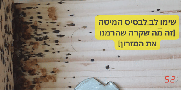 האם פשפש מת לבד - תראו מה קורה מתחת למזרון על בסיס המיטה