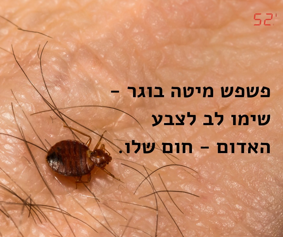האם פשפשים מעבירים מחלות - 52 מעלות - פשפש מיטה בוגר