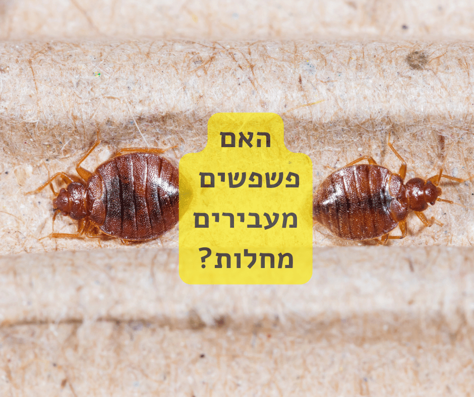 האם פשפשים מעבירים מחלות - 52 מעלות