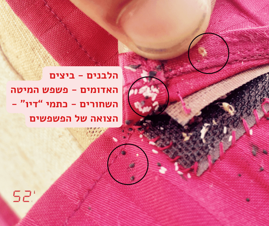 זיהוי ביצים, זיהוי פשפש המיטה, זיהוי צואת פשפשים