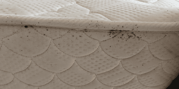 זיהוי פשפש המיטה על מזרון - סימני כתמי דיו - 52 מעלות