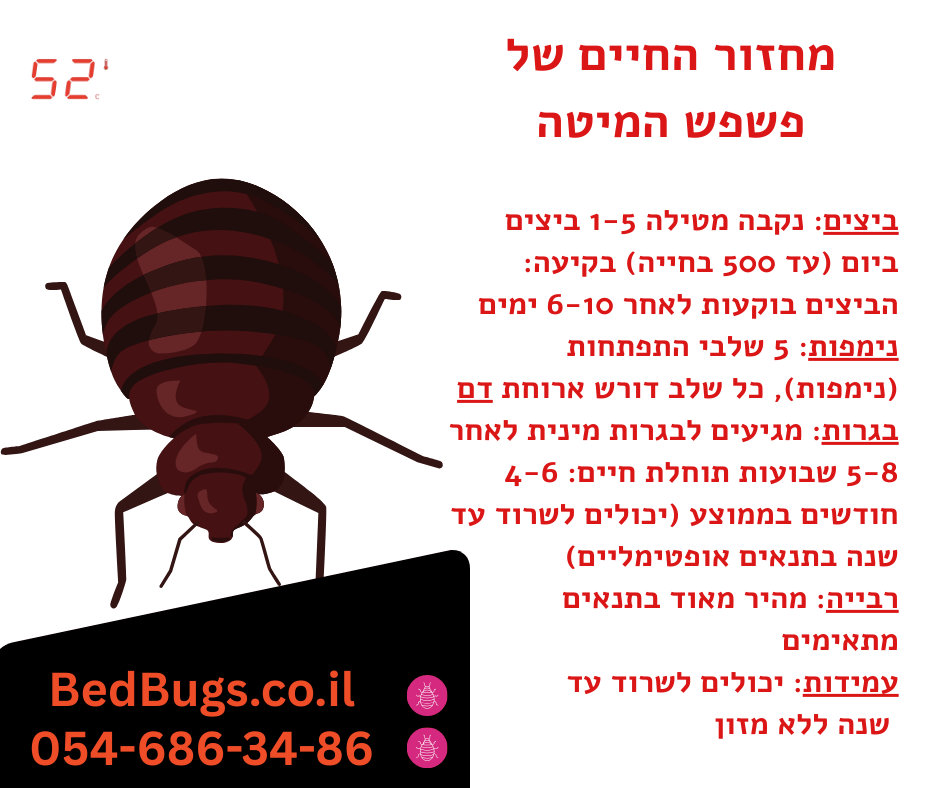 מחזור החיים של פשפש המיטה - הדברת פשפשים - 52 מעלות