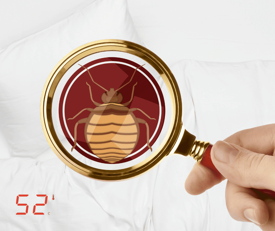 סימני הפשפשים - איפה לחפש ולמצוא את פשפש המיטה - 52 מעלות