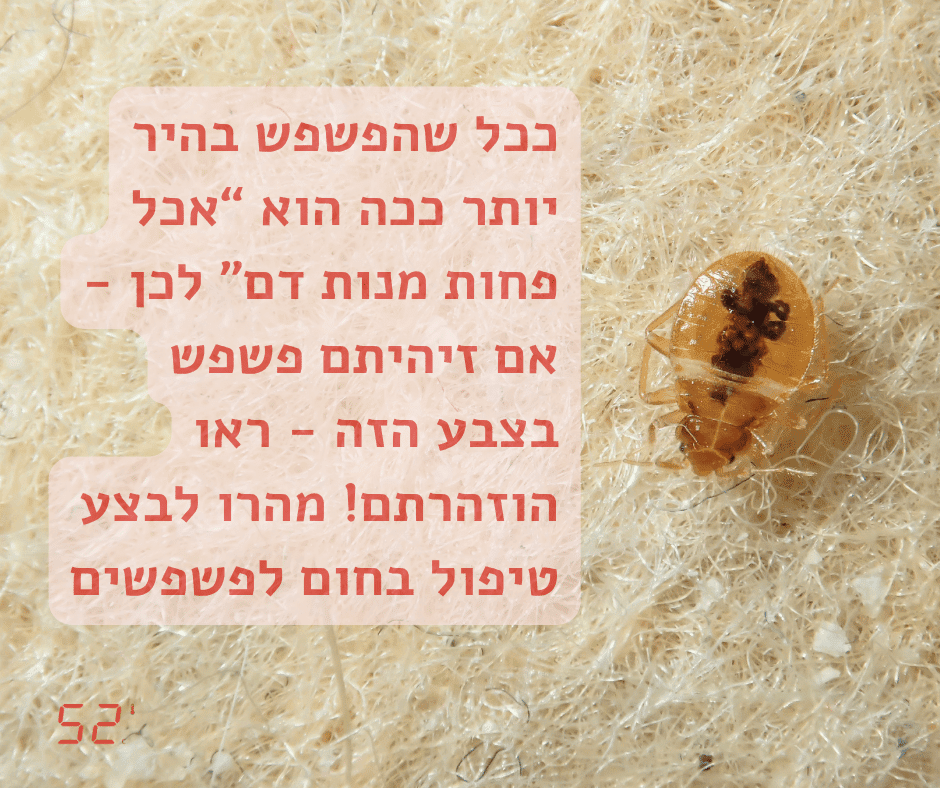 על פשפשים ופשפשי מיטה - 52 מעלות