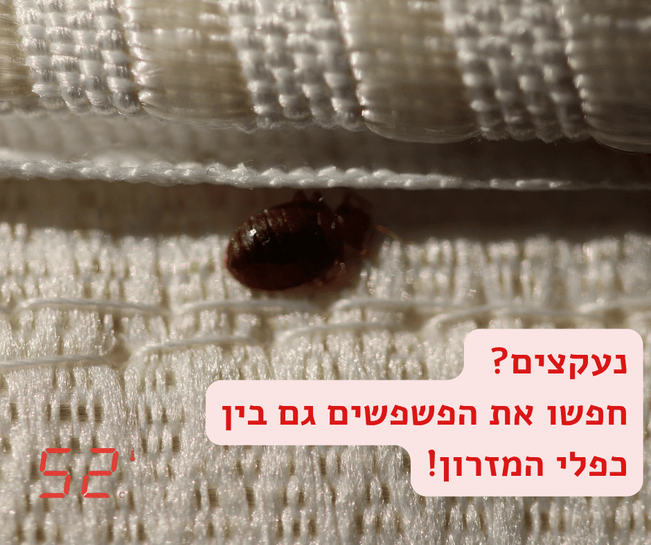 פשפש המיטה בוגר - זיהוי פשפשים במזרון - פשפש במזרון - 52 מעלות