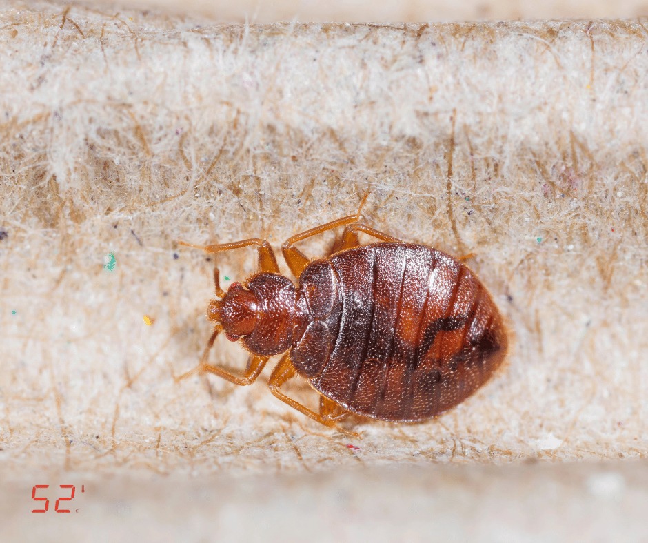 מאיפה פשפשים באים - צילום תקריב של פשפש המיטה על שטיח