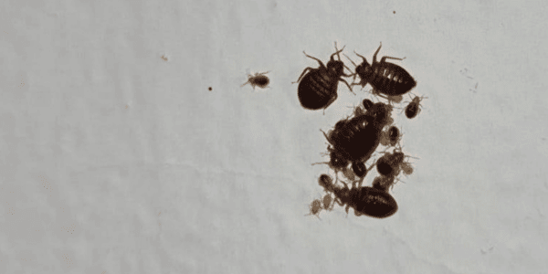 פשפשי מיטה - כל הסוגים - 52 מעלות - זיהוי פשפש המיטה