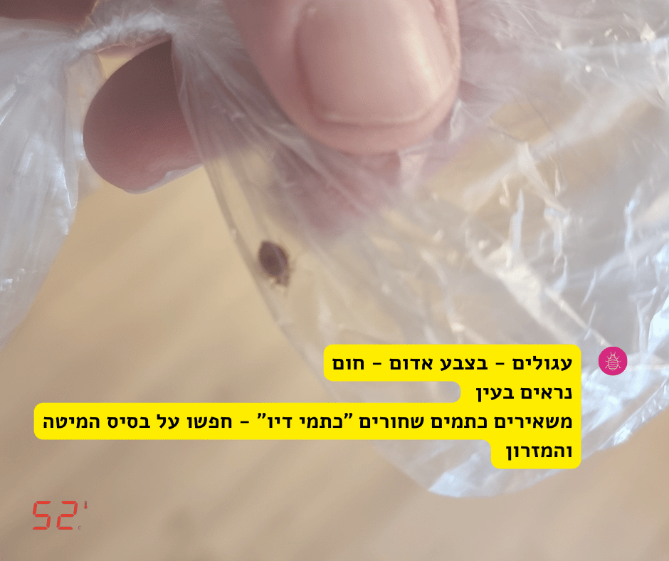 פשפשים במיטה ובסלון - פשפש המיטה בתוך שקית - 52 מעלות